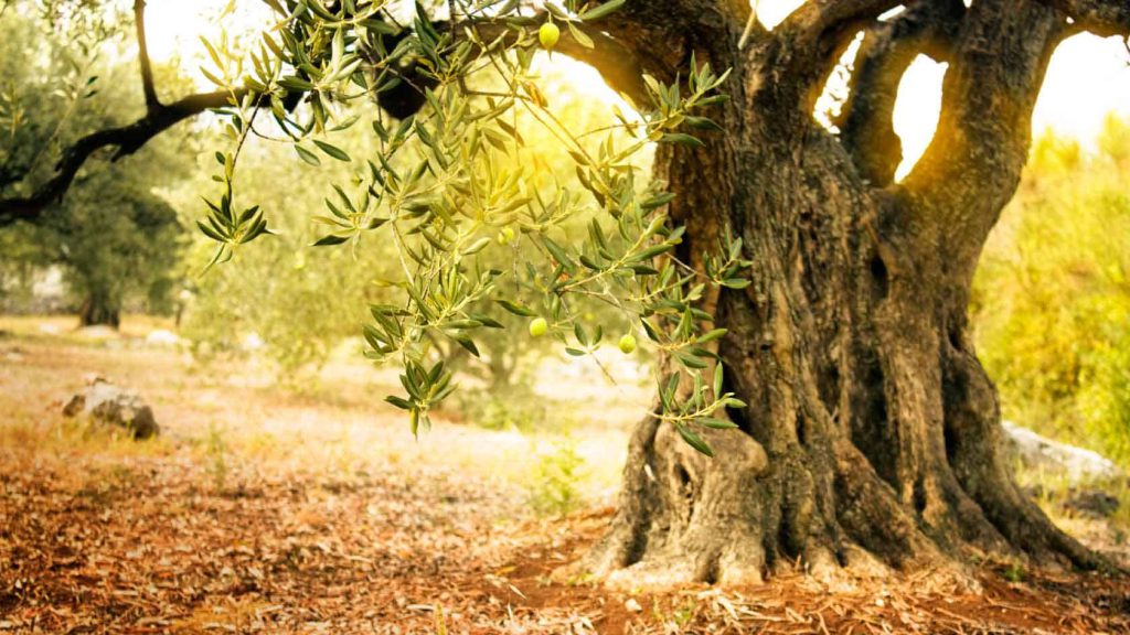 Η ιστορία της ελιάς