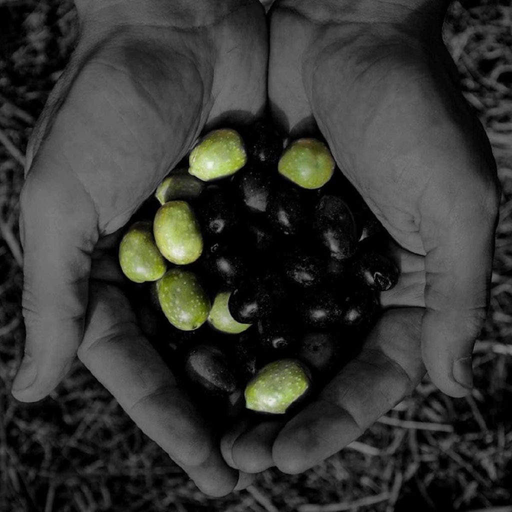 olive-secret-olive-oil-5