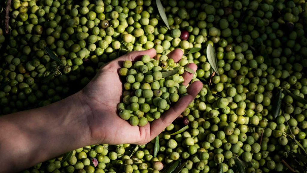 Οργανοληπτική αξιολόγηση ελαιολάδου